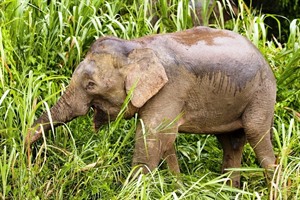 Baby Elephant