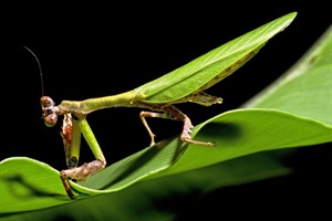 Praying Mantis, Bako National Park