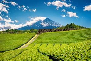Shizuoka Tea Farm