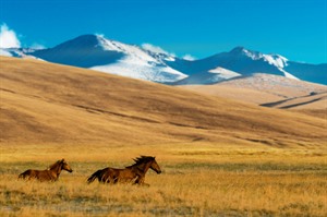 Horses on the plains near Almaty, Kazakhstan