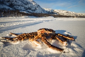 Snow Resort Kirkenes Escape 1