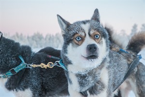 Husky - Lapland