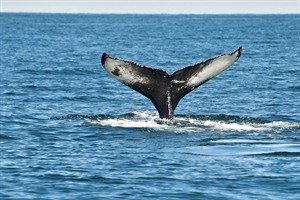 Whale Watching, Iceland