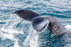 Whales, Iceland