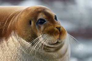Svalbard Arctic Winter Break at Funken Lodge 1