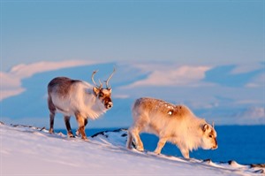 Svalbard Arctic Winter Break at Funken Lodge 2