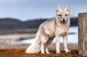 Svalbard Express Expedition Cruise 6