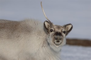 Svalbard Express Expedition Cruise 7