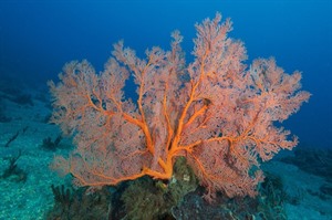 Coral reef, Timor Leste