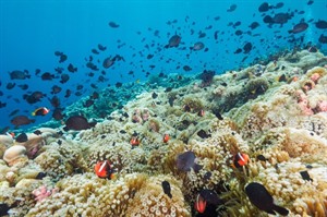 Atauro Island reef