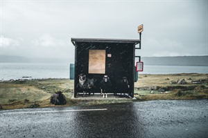 Waiting a bus stop - credit Daniel Weissenhorn