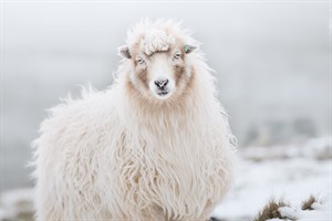 Sheep - Visit Faroes credit Mari Lægreid