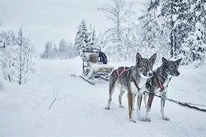 Excited huskies