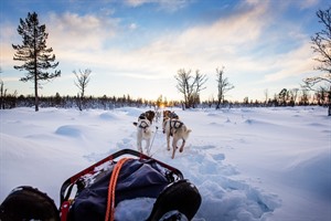 Husky Sledding in the Tromso area