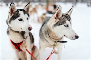 Tromsø & Lyngen Premium Winter Escape 4