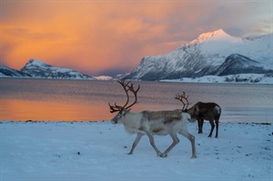 Tromsø & Lyngen Premium Winter Escape 7