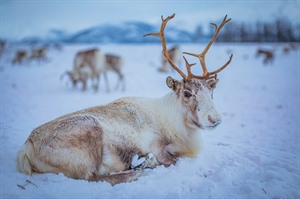 Tromso Winter Short Break - Four Nights 5