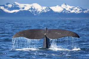 Consider taking a whale watching cruise