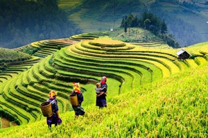 Sapa rice terraces