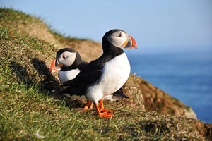 Puffin on Latrabjarg cliffs, Iceland