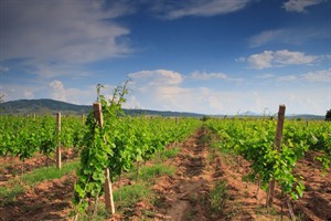 Vineyard in North Macedonia