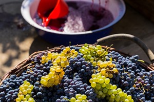 Ripe Grapes, Moldova