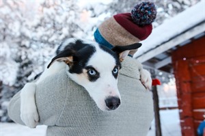 Husky