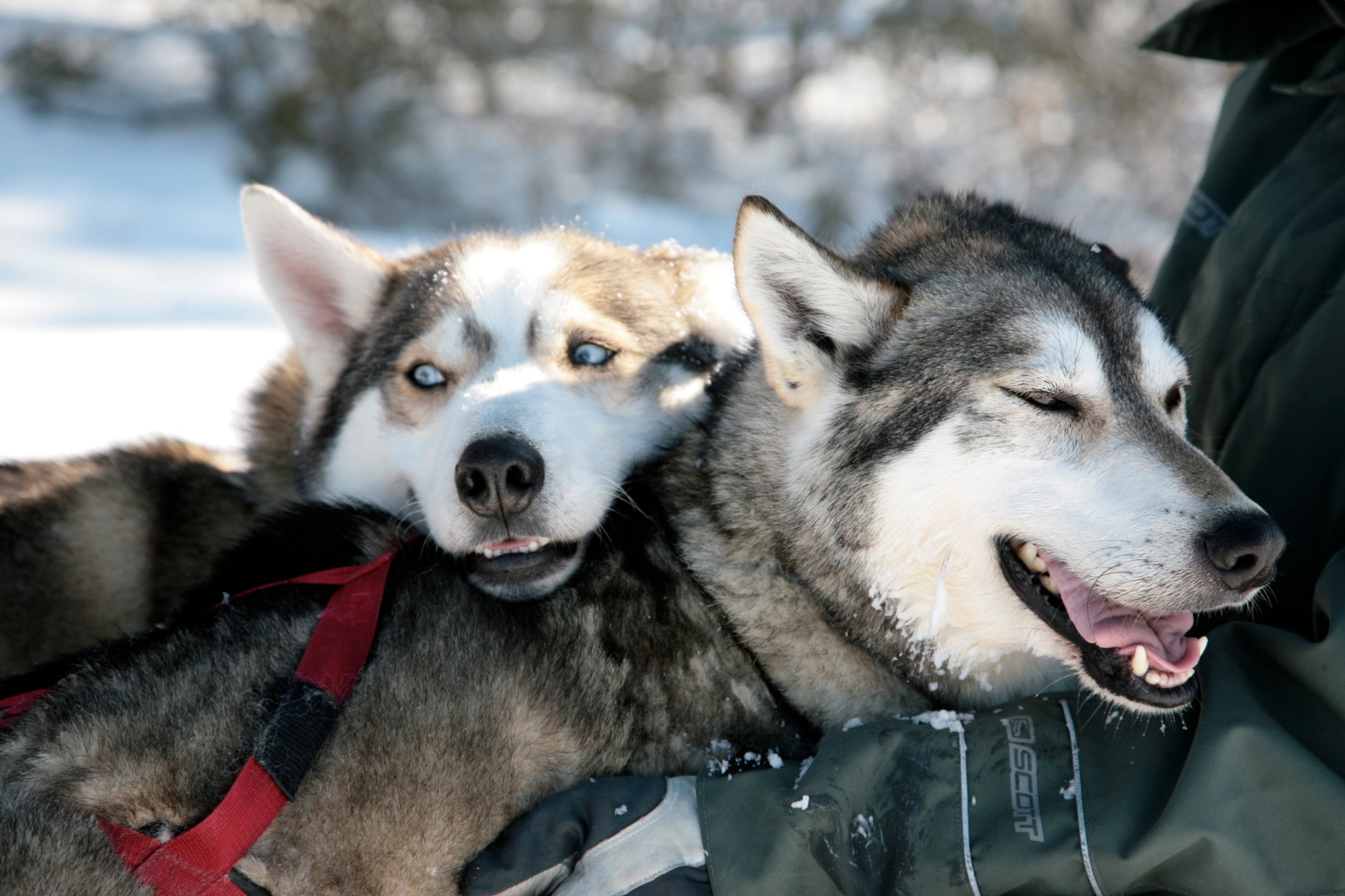 Finland Husky Experience Group Tour Book Finland Tours