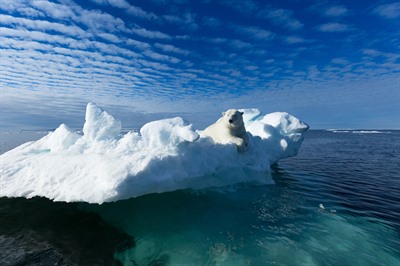 Arctic Cruises - Polar Bears & Pack Ice Cruise - M/V Plancius