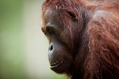 Borneo Orangutan Experience