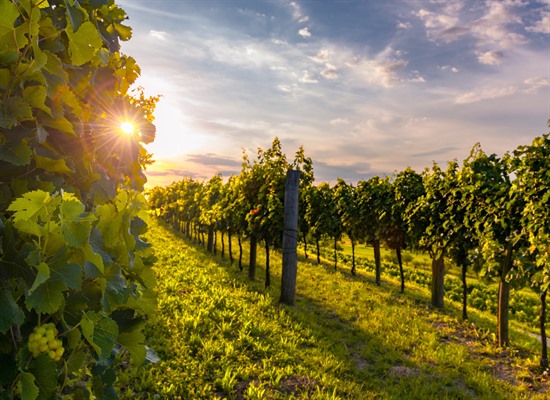 Gorizia & Vipava Valley Wine Trail Fly-Drive