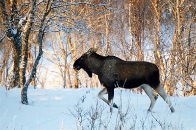 Images of Vesterålen