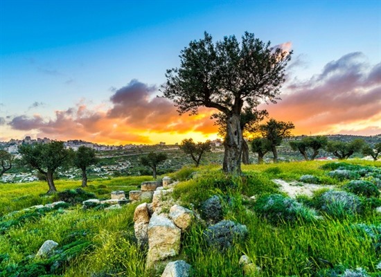 Palestine Olive Harvest & History Group Tour