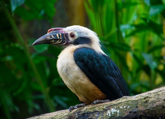 Philippines Wildlife: Palawan and the Visayas