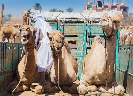 Saudi Arabia Trailblazers