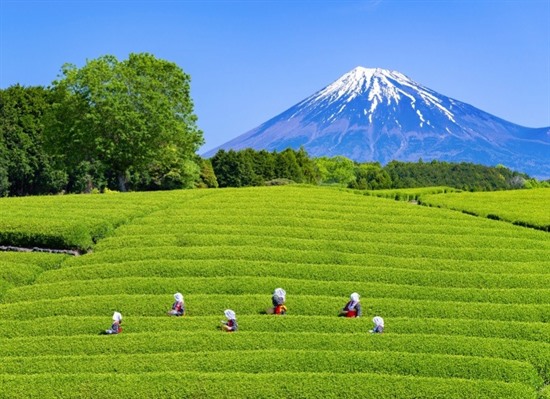 Shizuoka 5-Day Add-On Itinerary: Samurai Culture, Mt. Fuji & Hidden Japan