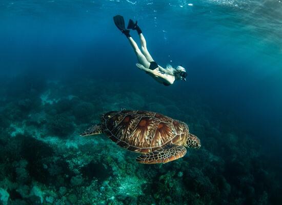 Turtles, Waterfalls & Island Life