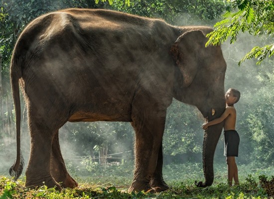 Wildlife & Culture of Cambodia