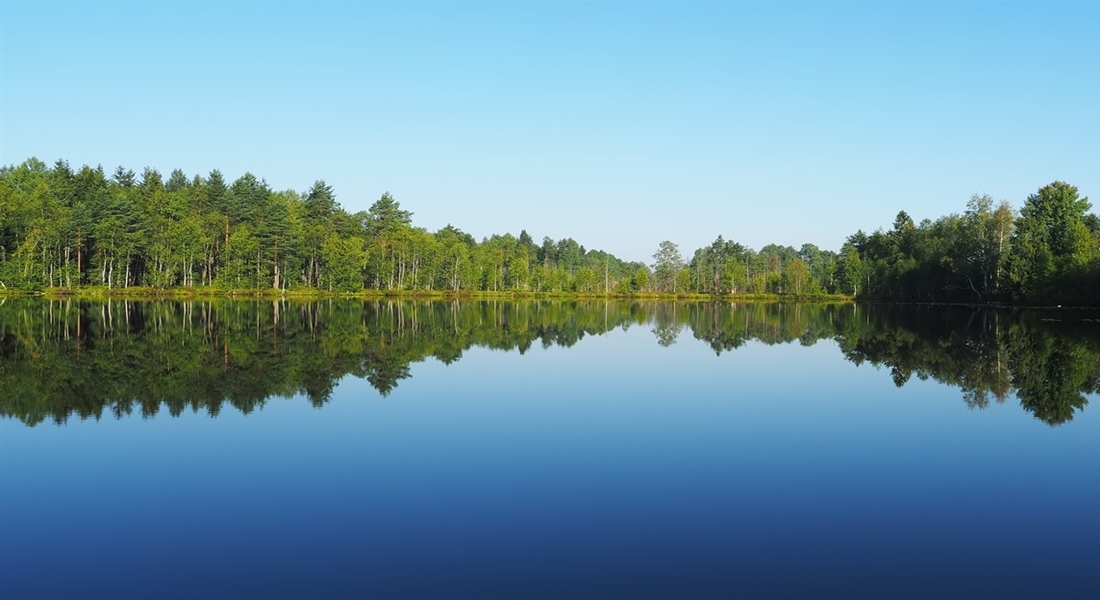 Wild Taiga in Finland